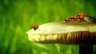 street racing - porn video