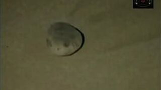 Sexy Girls in jacuzzi - porn video